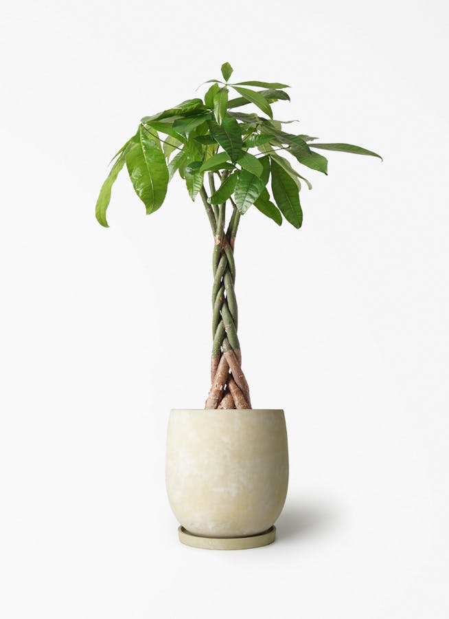 観葉植物 アロカシア 6号 オドラ（クワズイモ） アイルエッグ イエロー