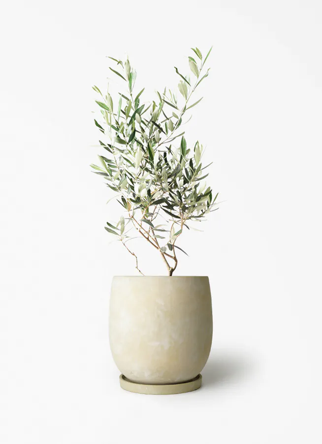オリーブの木 チプレッシーノ | 観葉植物 | 送料無料でお届け 