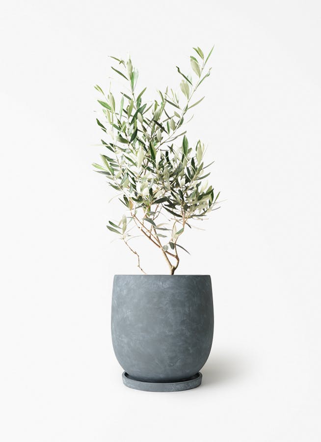 オリーブの木 6号 | 観葉植物 | 送料無料でお届け - Hitohana（ひとはな）
