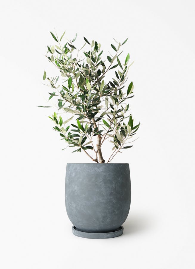 オリーブの木 6号 | 観葉植物 | 送料無料でお届け - Hitohana（ひとはな）