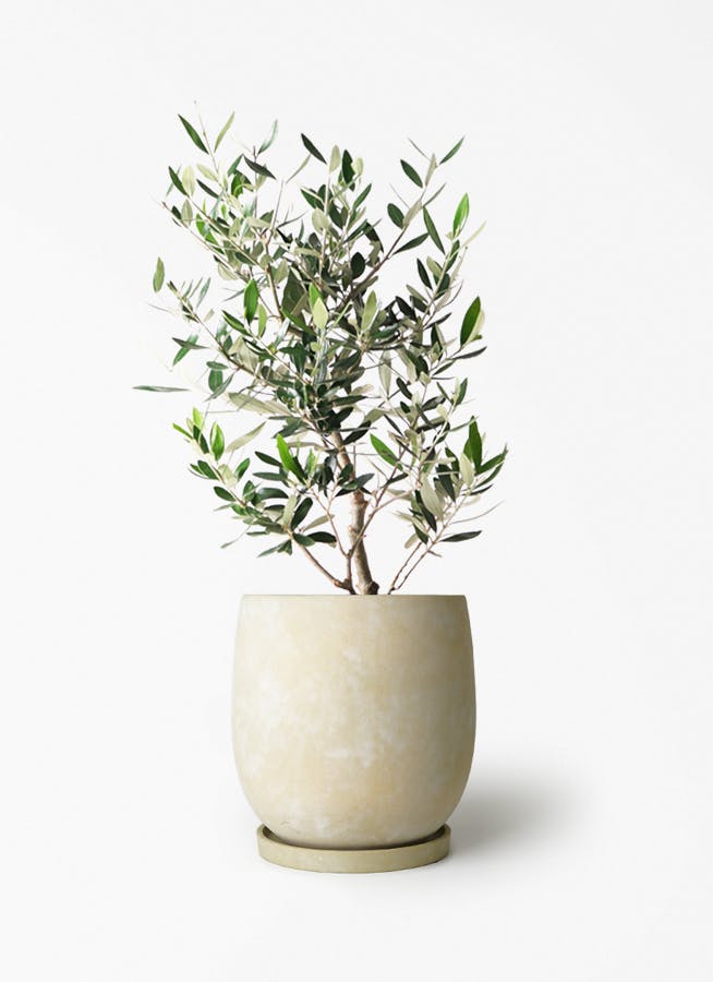 オリーブの木 6号 | 観葉植物 | 送料無料でお届け - Hitohana（ひとはな）