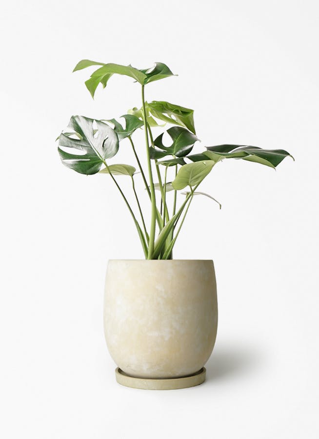 モンステラ 6号 | 観葉植物 | インテリアやギフトに - Hitohana（ひと