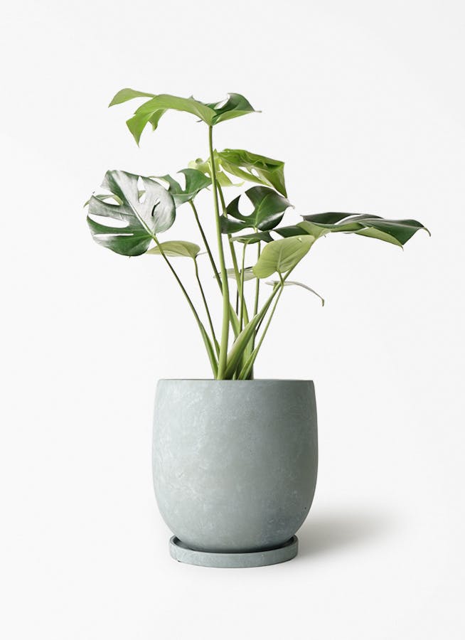 モンステラ 6号 | 観葉植物 | インテリアやギフトに - Hitohana（ひと