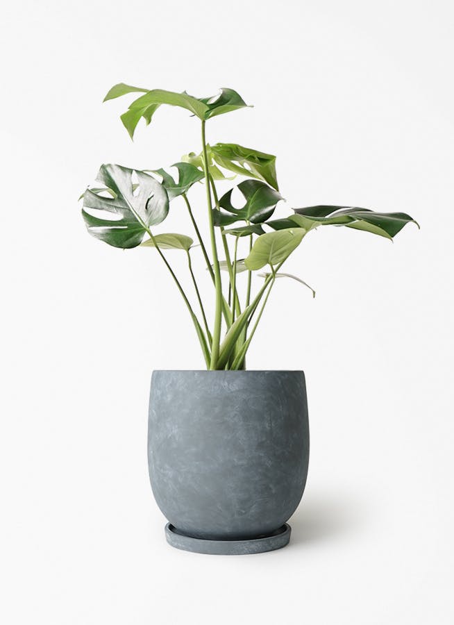 モンステラ 6号 | 観葉植物 | インテリアやギフトに - Hitohana（ひと