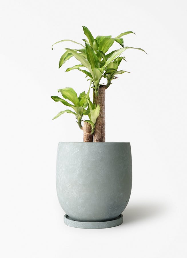 観葉植物 モンステラ 6号 根あがり アイルエッグ ライトブルー 付き