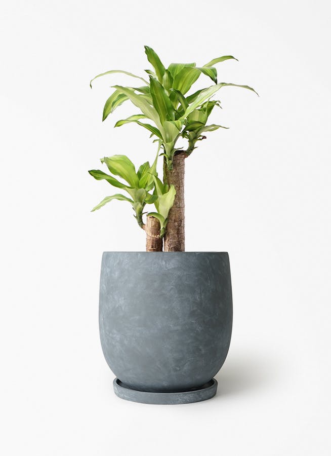 ドラセナ 6号 | 観葉植物の通販ならHitoHana（ひとはな）