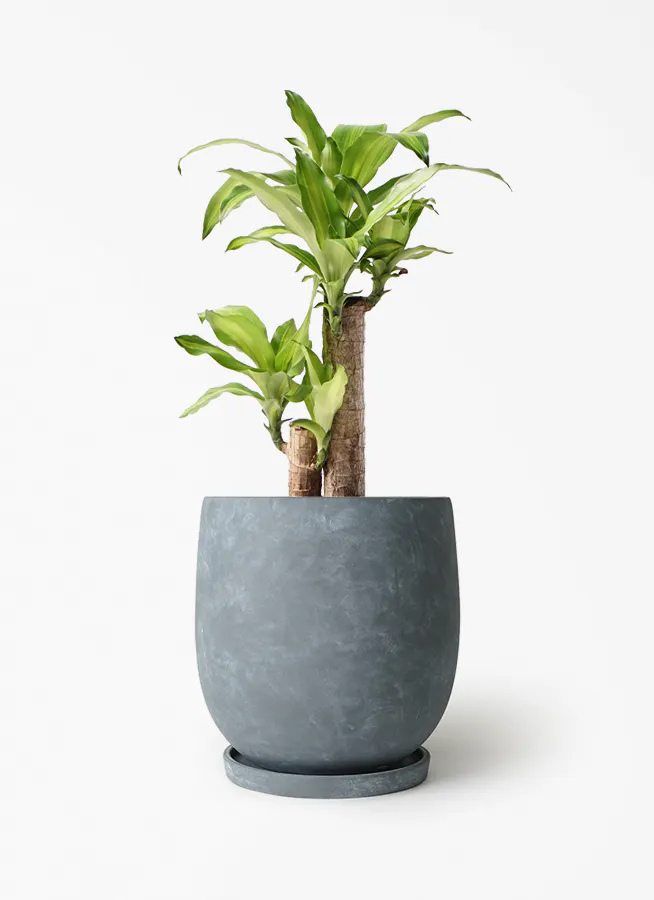 ドラセナ 幸福の木 6号 | 観葉植物＆花のギフト - HitoHana（ひとはな）