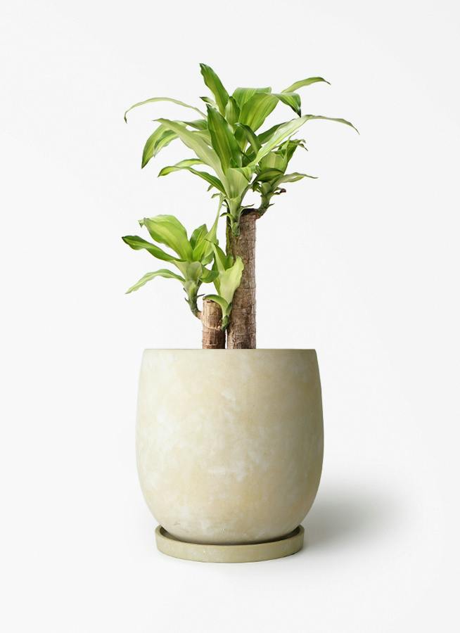 ドラセナ 6号 | 観葉植物の通販ならHitoHana（ひとはな）
