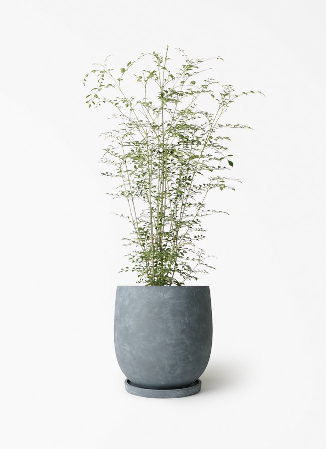 シマトネリコ 6号 | 観葉植物通販HitoHana(ひとはな)