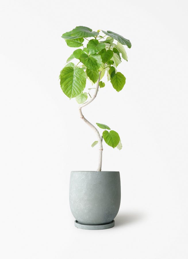 観葉植物 フィカス ウンベラータ 6号 曲り アイルエッグ ライトブルー