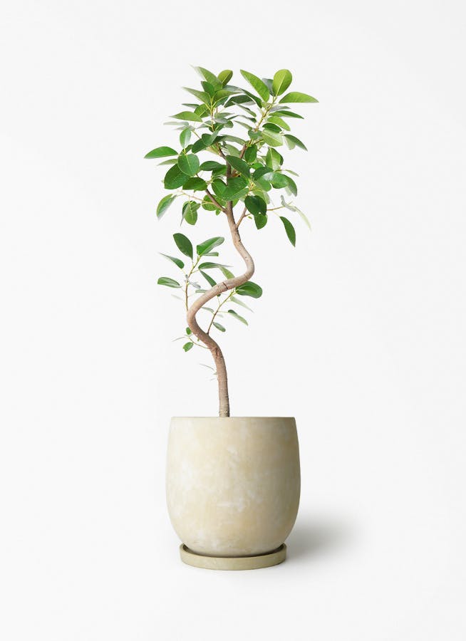 観葉植物 フランスゴムの木 6号 曲り アイルエッグ イエロー 付き