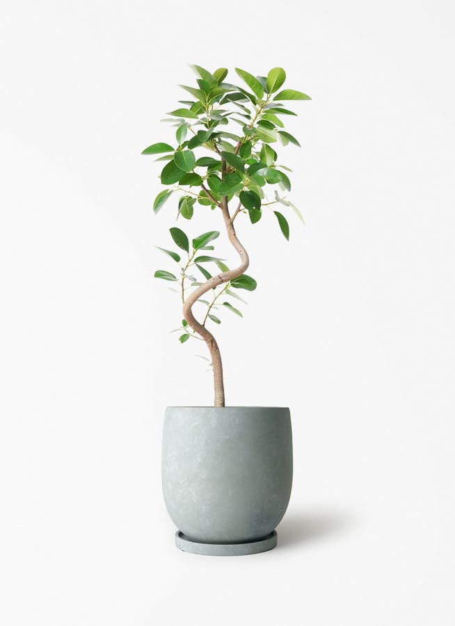 観葉植物の通販 | HitoHana（ひとはな）