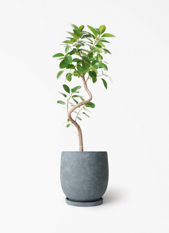 フランスゴムの木 | 観葉植物の通販ならHitoHana（ひとはな）