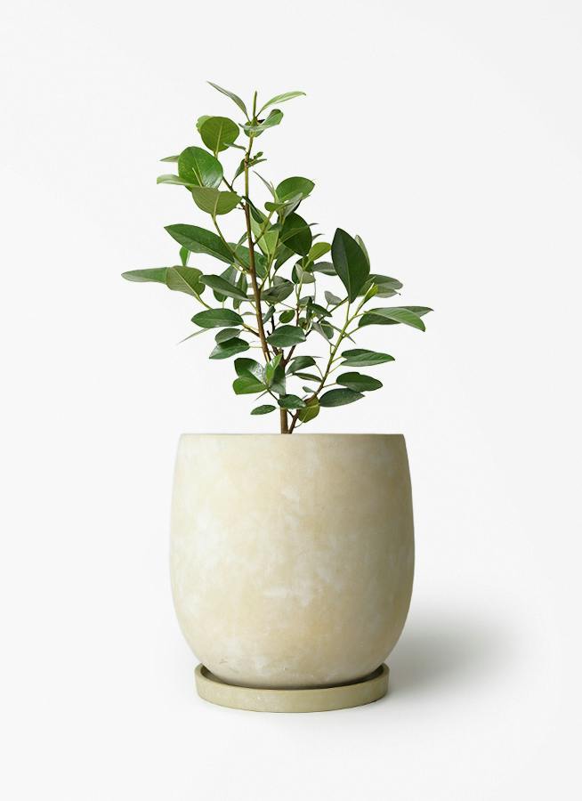 観葉植物 ユッカ 6号 ロストラータ アイルエッグ イエロー 付き | 観葉