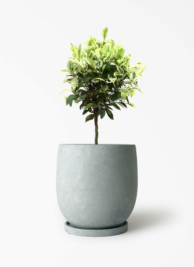 フィカス ベンジャミン 6号 | 観葉植物 | インテリアやギフトに