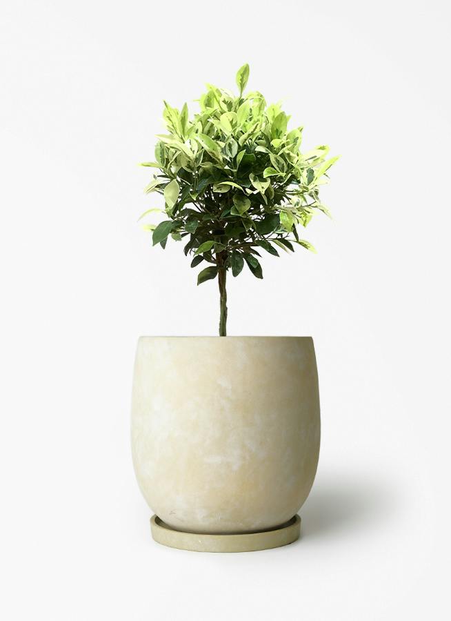 フィカス ベンジャミン ゴールデンスポット | 観葉植物 | 送料無料でお