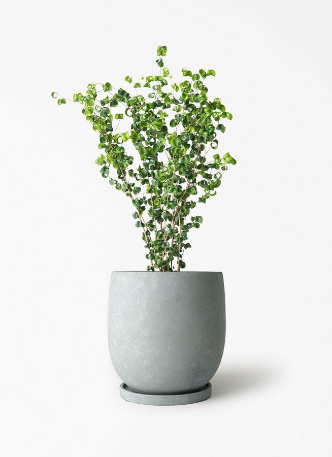 フィカス ベンジャミン バロック | 観葉植物ならHitoHana（ひとはな）