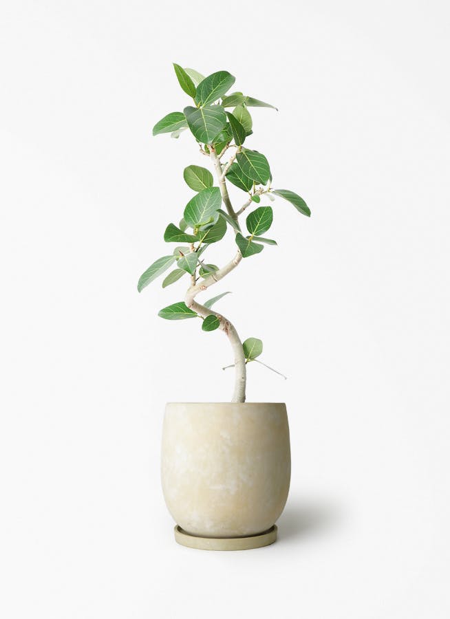 フィカス ベンガレンシス | 観葉植物の通販ならHitoHana
