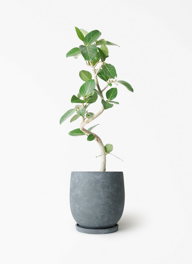 フィカス ベンガレンシス | 観葉植物の通販ならHitoHana