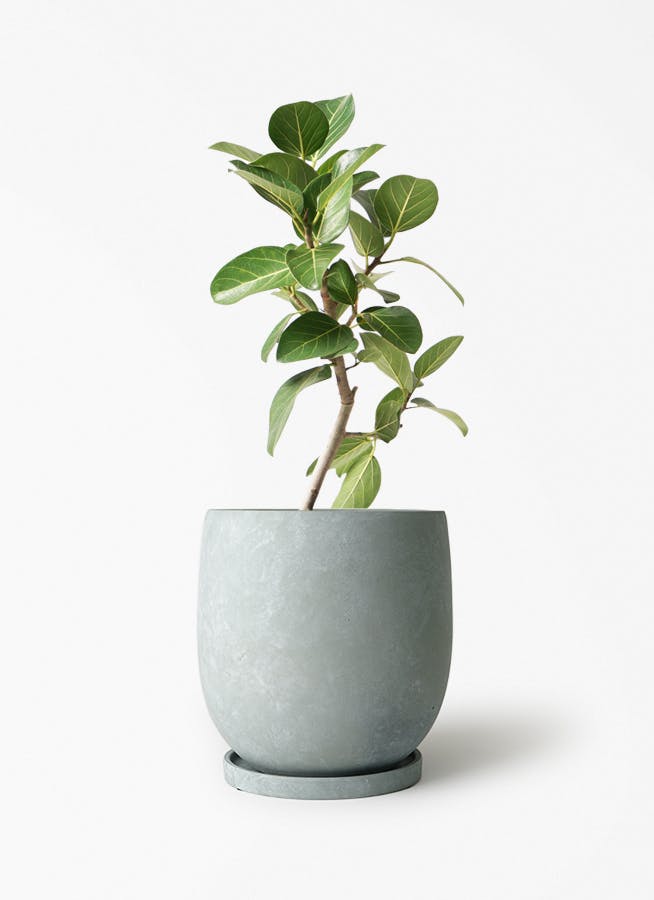 フィカス ベンガレンシス 6号 | 観葉植物通販 Hitohana（ひとはな）