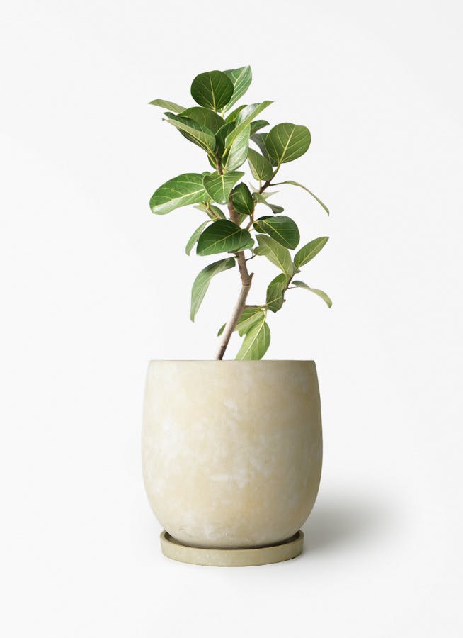 フィカス ベンガレンシス 6号 | 観葉植物通販 Hitohana（ひとはな）