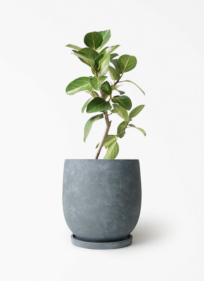 フィカス ベンガレンシス 6号 | 観葉植物通販 Hitohana（ひとはな）