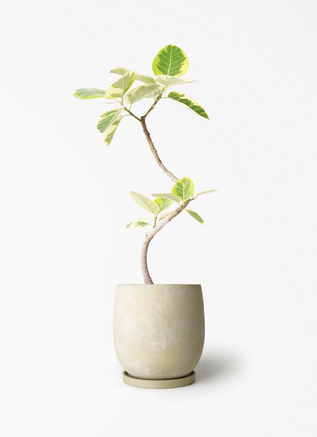フィカス アルテシーマ 6号 | 観葉植物 | インテリアやギフトに