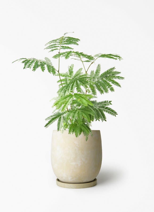 観葉植物 エバーフレッシュ 6号 プラスチック鉢 アイルエッグ イエロー