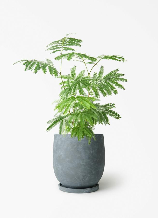 エバーフレッシュ 6号 | 観葉植物の通販ならHitoHana（ひとはな）