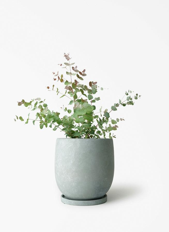 観葉植物 ユーカリ 6号 グニー ボサ造り アイルエッグ ライトブルー
