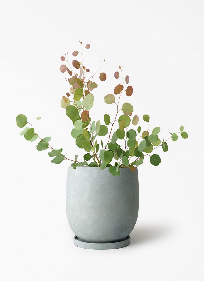 ユーカリ ポポラス（ポリアンセモス） | 観葉植物通販HitoHana