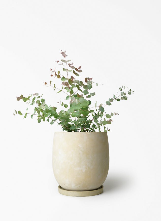 ユーカリ グニー | 観葉植物 | インテリアやギフトに - Hitohana（ひと