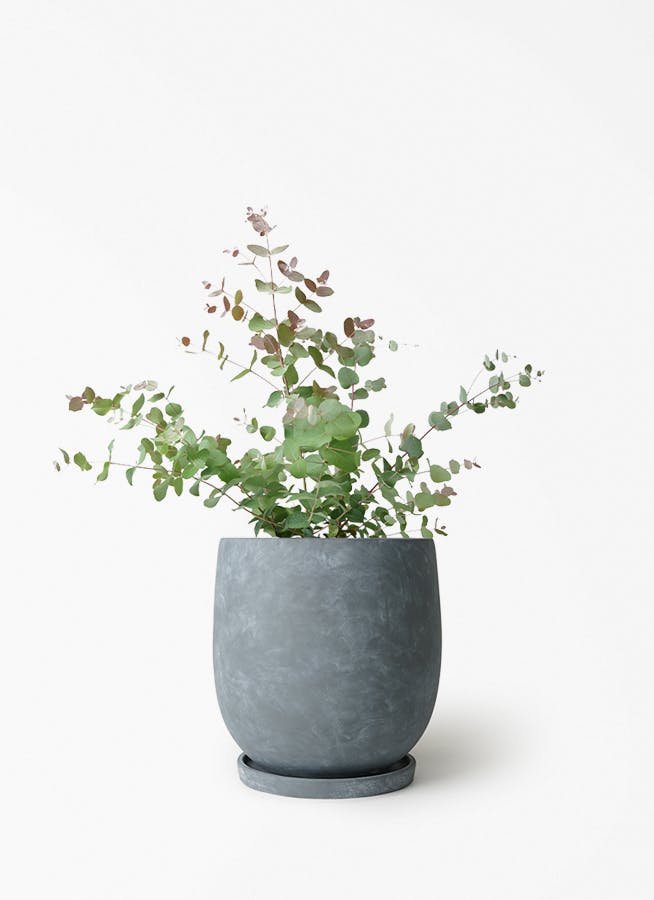 ユーカリ グニー | 観葉植物 | インテリアやギフトに - Hitohana（ひと