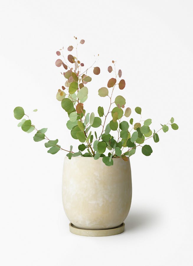 観葉植物 ユーカリ 6号 ポポラス（ポリアンセモス） アイルエッグ
