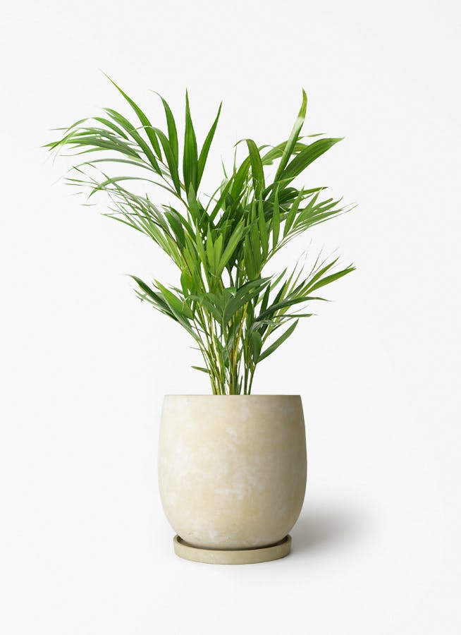 観葉植物 エバーフレッシュ 6号 プラスチック鉢 アイルエッグ イエロー