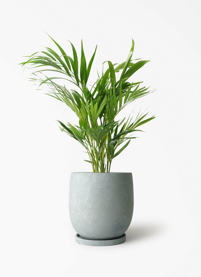 アレカヤシ | 観葉植物の通販ならHitoHana（ひとはな）