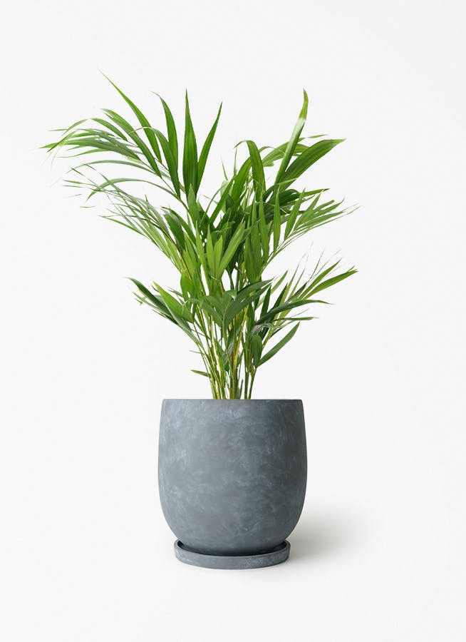 アレカヤシ | 観葉植物の通販ならHitoHana（ひとはな）