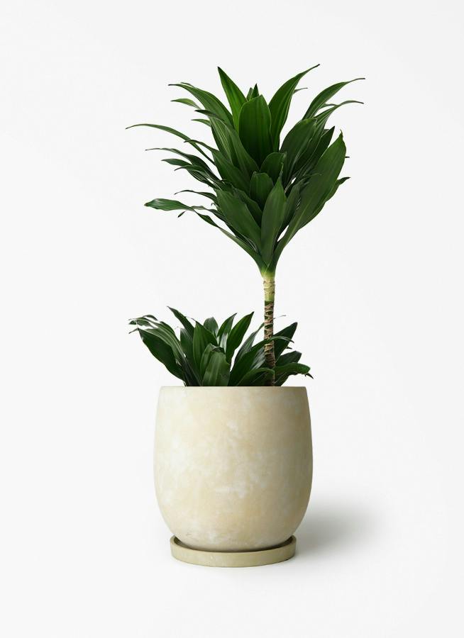 ドラセナ コンパクター 6号 | 観葉植物の通販ならHitoHana（ひとはな）