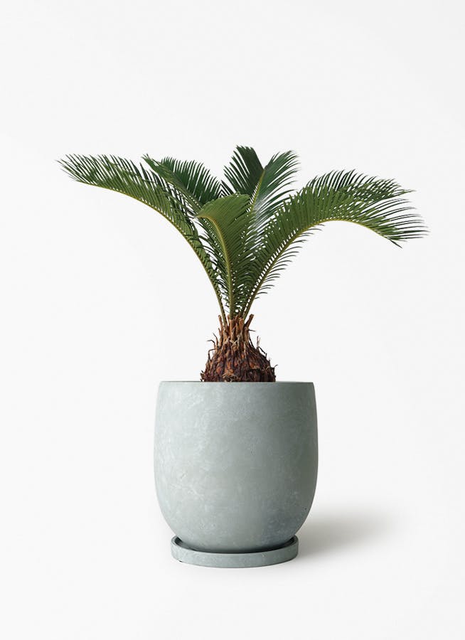 ソテツ 6号 | 観葉植物 | インテリアやギフトに - Hitohana（ひとはな）