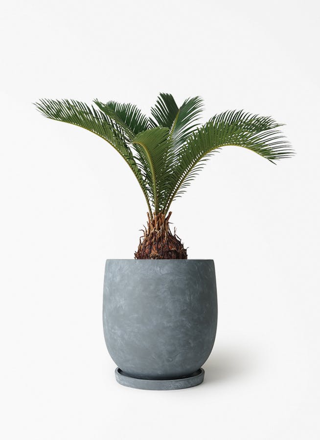 ソテツ | 観葉植物の通販ならHitoHana（ひとはな）
