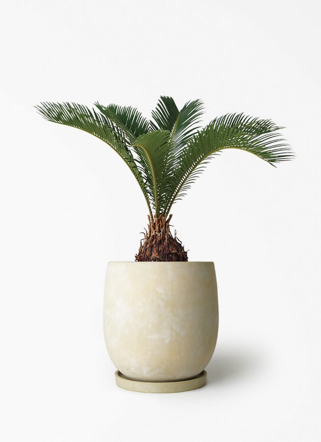 ソテツ 6号 | 観葉植物 | インテリアやギフトに - Hitohana（ひとはな）