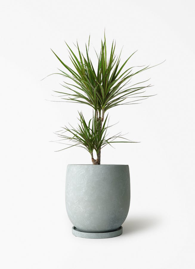 ドラセナ コンシンネ 6号 | 観葉植物の通販ならHitoHana（ひとはな）