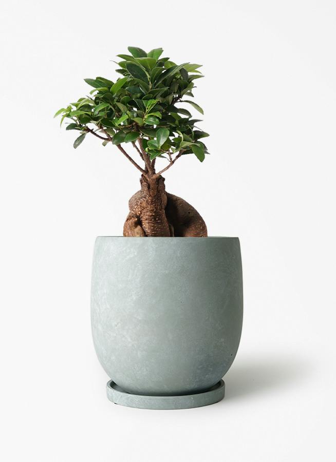 ガジュマル 6号 | 観葉植物 | インテリアやギフトに - Hitohana（ひと