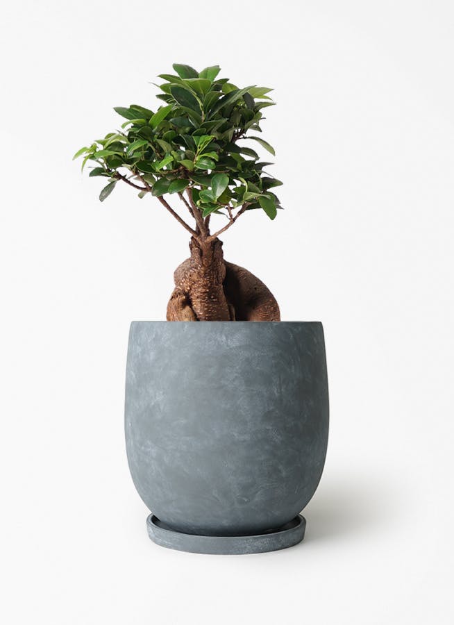 ガジュマル 6号 | 観葉植物 | インテリアやギフトに - Hitohana（ひと