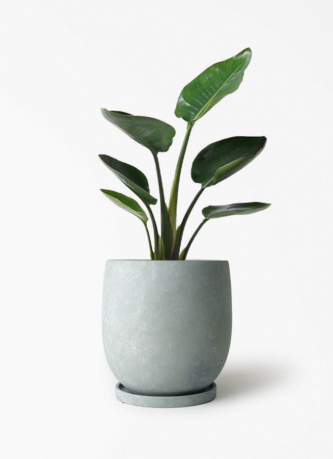 オーガスタ | 観葉植物の通販ならHitoHana（ひとはな）