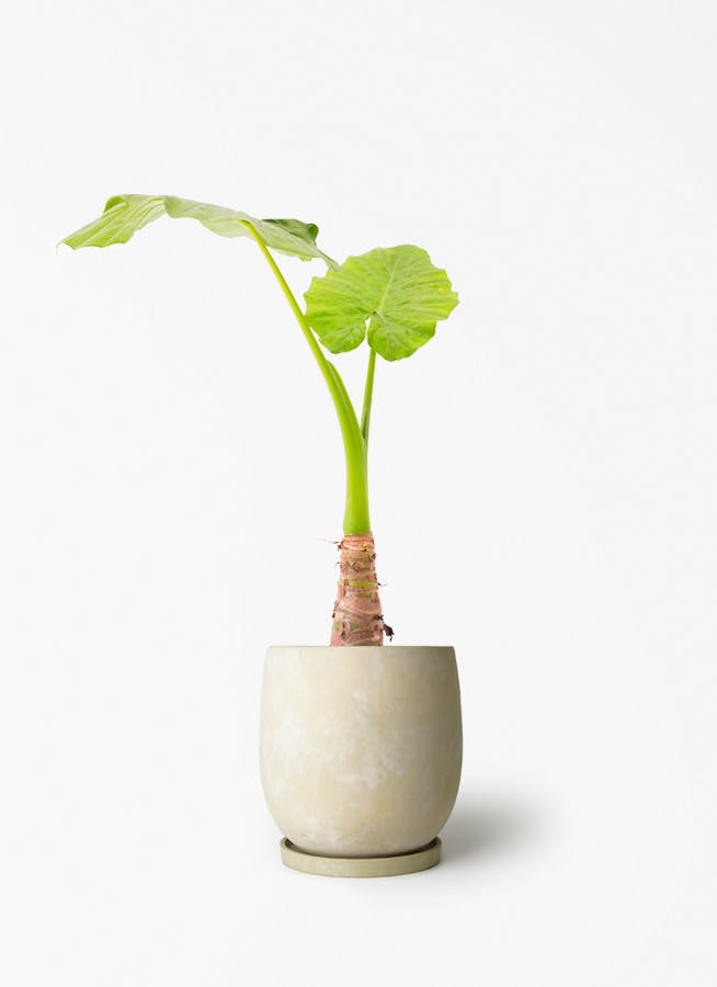 観葉植物 アロカシア 6号 オドラ（クワズイモ） アイルエッグ イエロー
