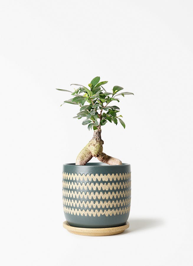 ガジュマル 4号 | 観葉植物の通販ならHitoHana（ひとはな）
