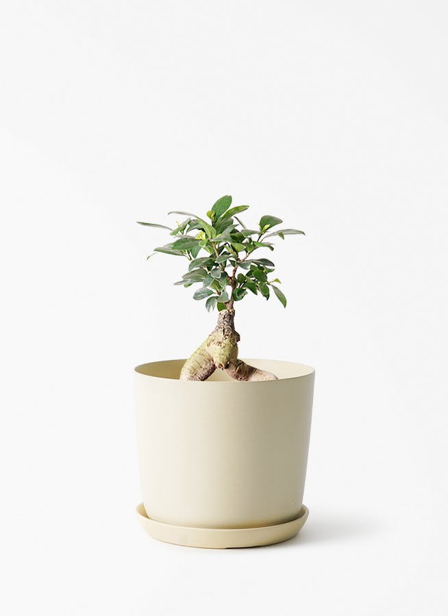 観葉植物 フィカス ウンベラータ 4号 曲り エステリ ベージュ 付き