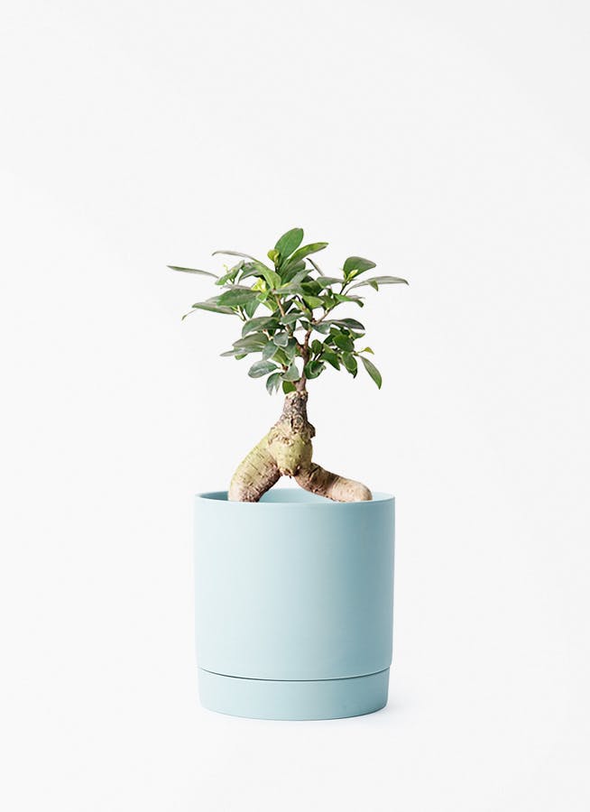 観葉植物 ガジュマル 4号 パンダ 朴仕立て リア 青緑 M 付き | 観葉