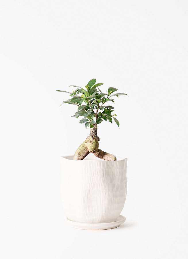 ゴールデンウィークセール　小葉ガジュマル4 ガジュマル 4号 | 観葉植物の通販ならHitoHana（ひとはな）